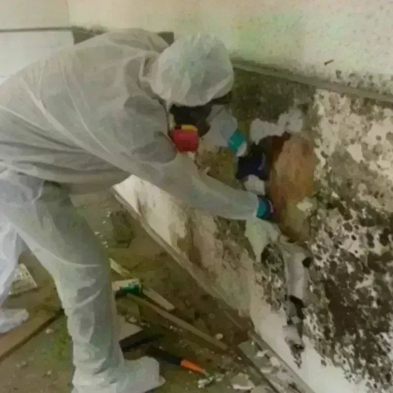 Mold Remediation and Removal in Atoka, TN